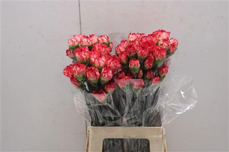 <h4>Di St Mefisto</h4>