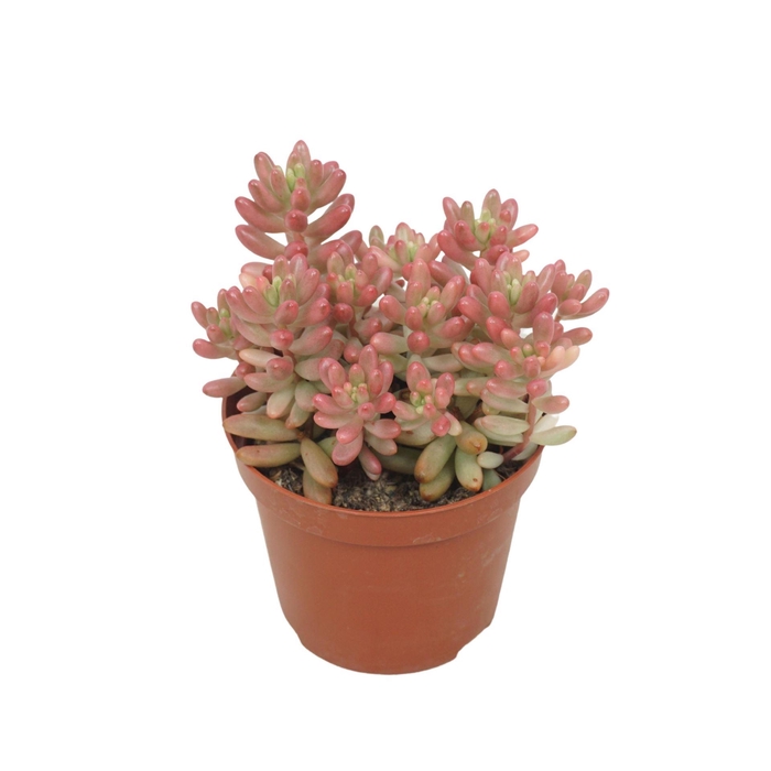 <h4>Sedum rubrotinctum 'Aurora'</h4>