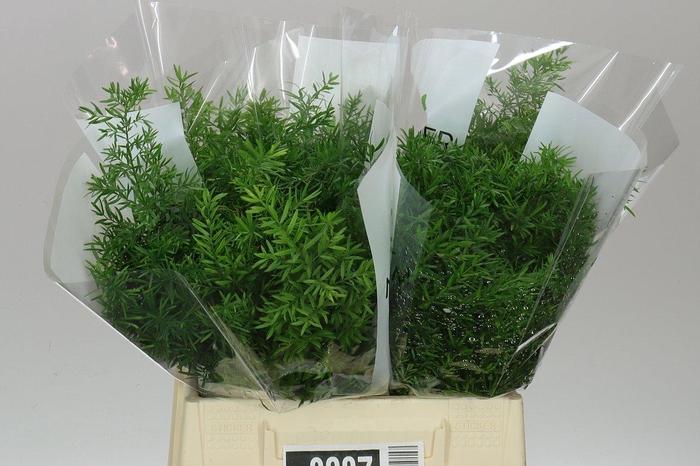 <h4>Asparagus Cwebe</h4>