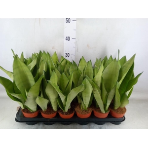 Sansevieria trifa. 'Moonshine'