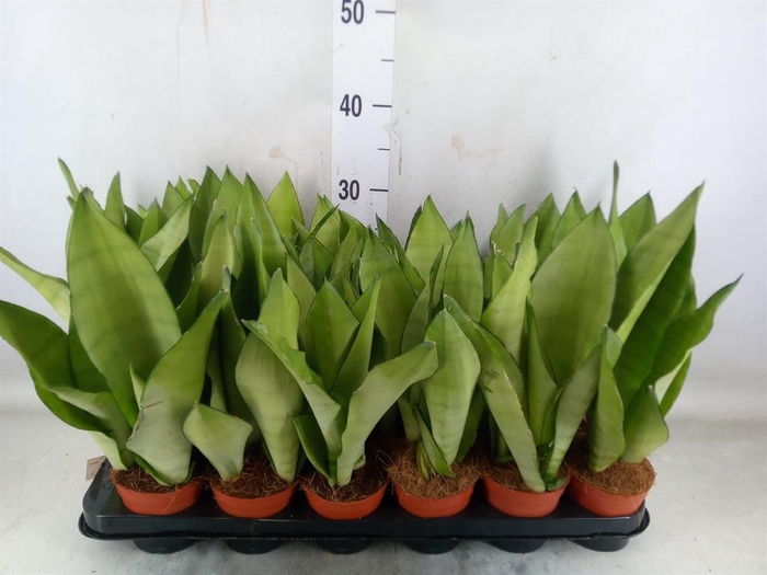 <h4>Sansevieria trifa. 'Moonshine'</h4>