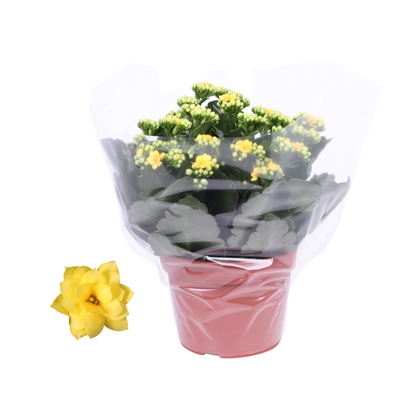 <h4>Kalanchoe Rosalina 15cm Don Amarillo geel, Blanco hoes</h4>