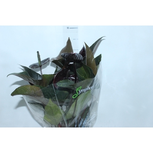 ANTHURIUM BLACK WINNER P17