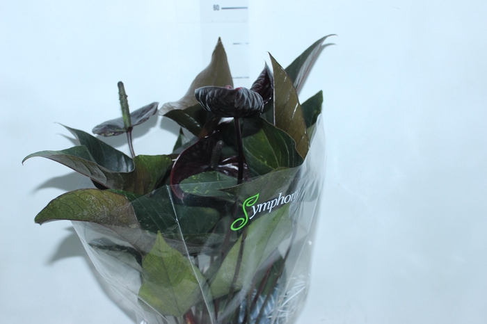<h4>ANTHURIUM BLACK WINNER P17</h4>