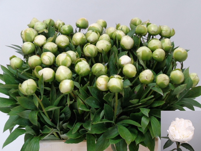 <h4>PAEO L MME CL TAIN</h4>