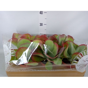 Kalanchoe NF thyrsiflora