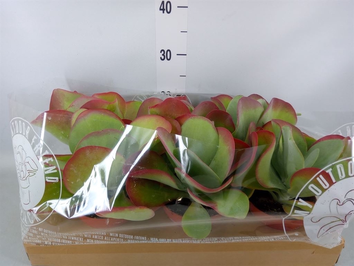 <h4>Kalanchoe NF thyrsiflora</h4>