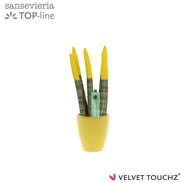 <h4>Sansevieria VELVET TOUCHZ® geel in keramiek Osaka</h4>