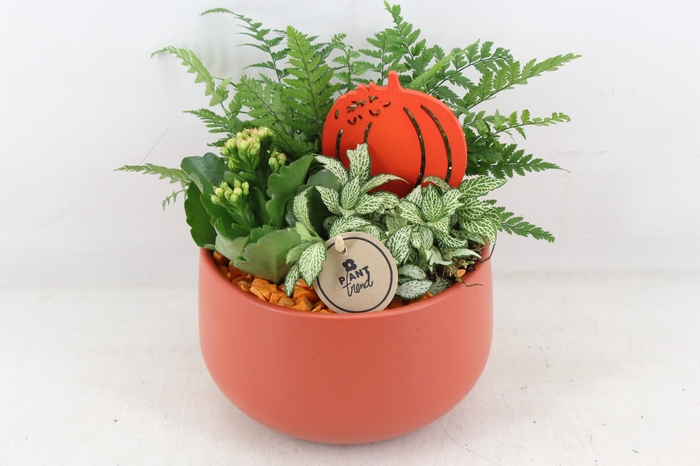 <h4>arr2 PL - Ker. Cayenne mat  - oranje</h4>
