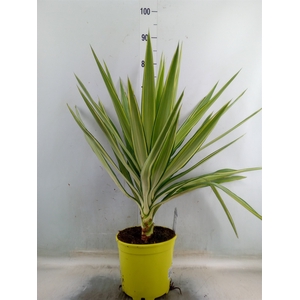 Yucca elephantipes 'Jewel'