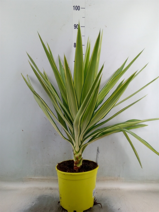 <h4>Yucca elephantipes 'Jewel'</h4>