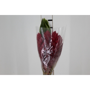 ALPINIA PURPURATA VERMELHA