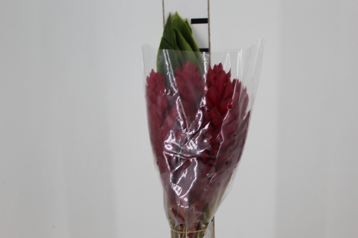 <h4>ALPINIA PURPURATA VERMELHA</h4>