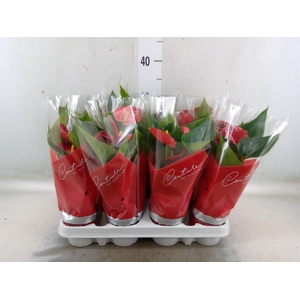 Anthurium  'Diamond Red'