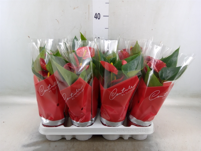 <h4>Anthurium  'Diamond Red'</h4>