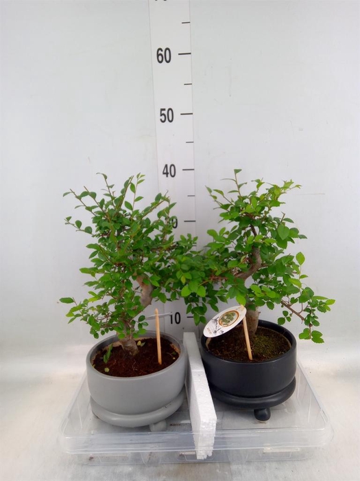 <h4>Bonsai   ...mix</h4>