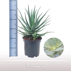 Aloe arborescens