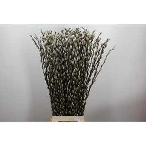 Salix Ca Snow Flake 90cm