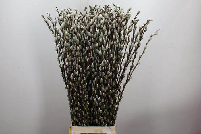 <h4>Salix Ca Snow Flake 90cm</h4>