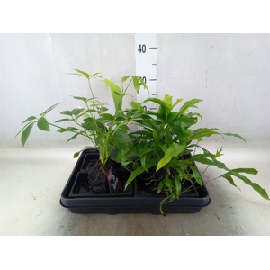 Arr.   Kamerplant Groen H%
