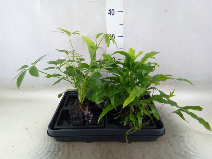<h4>Arr.   Kamerplant Groen H%</h4>