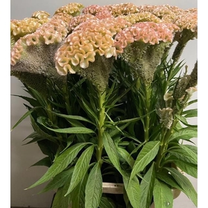 Celosia act haute couture