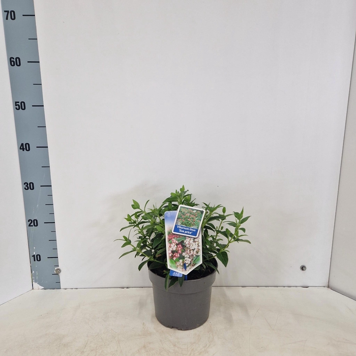 <h4>Viburnum tinus ‘Eve Price’</h4>