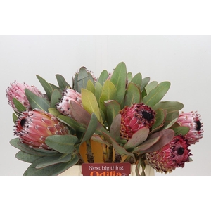 Protea Barbigera Air