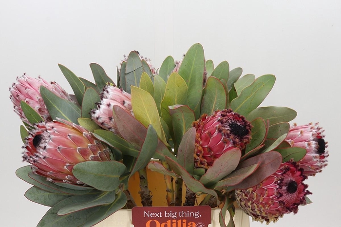 <h4>Protea Barbigera Air</h4>