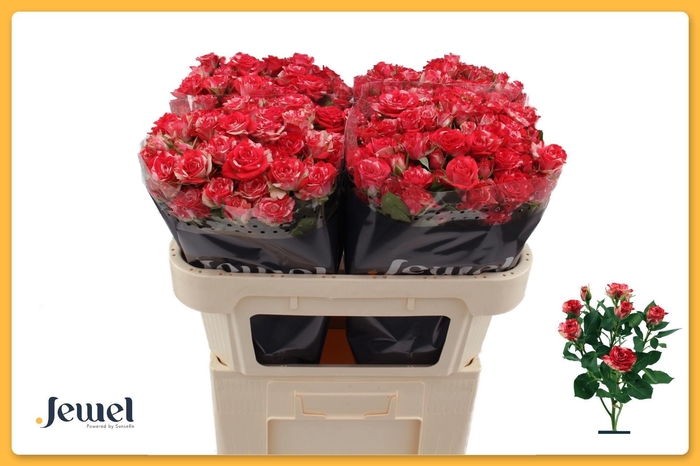 <h4>ROSA TR 'FIREWORKS'</h4>