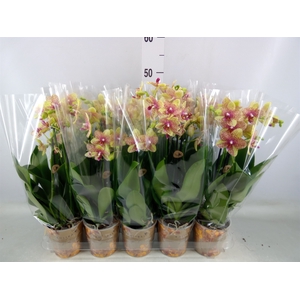 Phalaenopsis multi. 'Ant Grossetto'