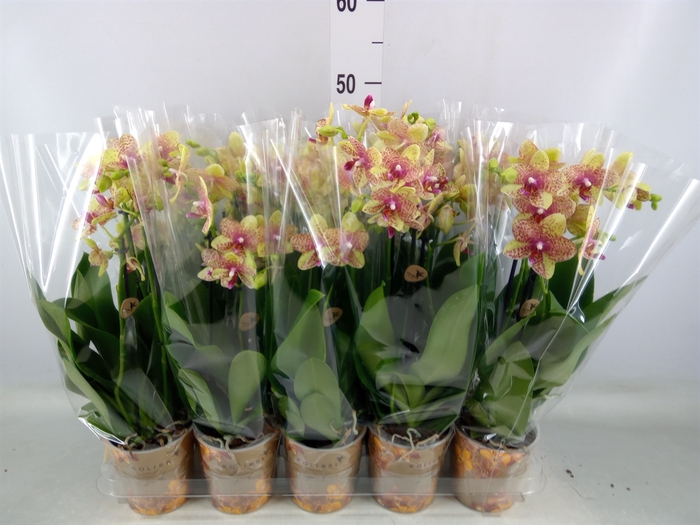 <h4>Phalaenopsis multi. 'Ant Grossetto'</h4>