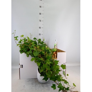 Hedera helix 'Pittsburgh'