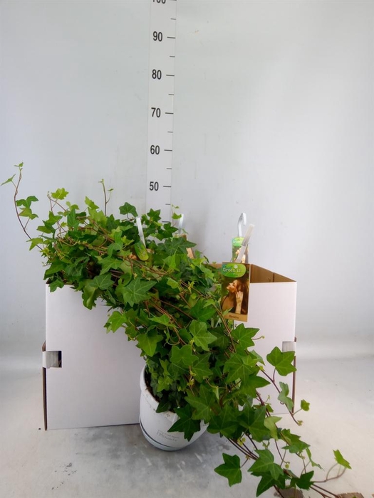 <h4>Hedera helix 'Pittsburgh'</h4>