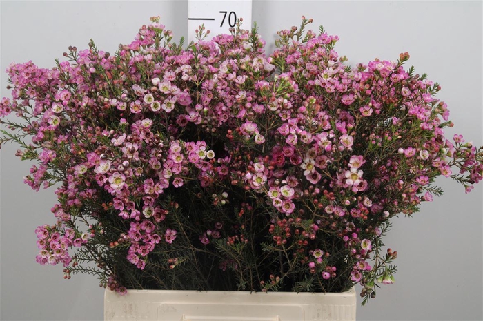 <h4>Chame Painted Lad</h4>