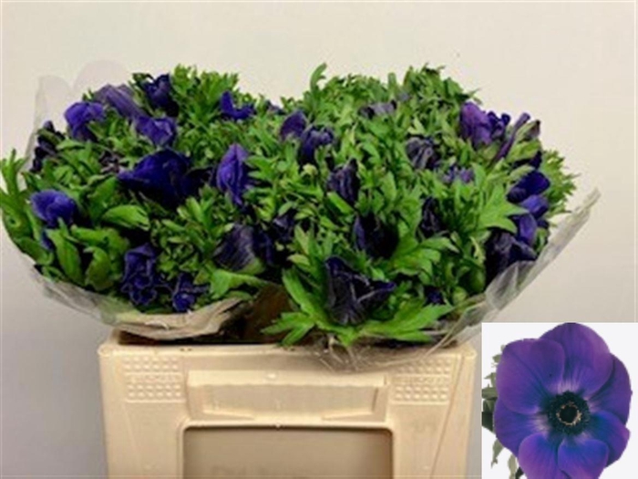 <h4>ANEM CO GALIL BLAUW</h4>