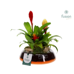 Green Bottle Christel Medium met Bromelia