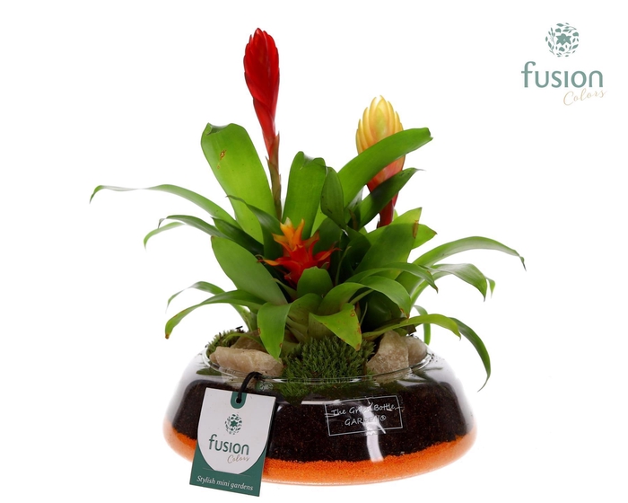 <h4>Green Bottle Christel Medium met Bromelia</h4>