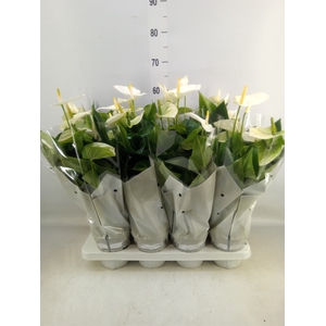 Anthurium andr. 'Cocos'