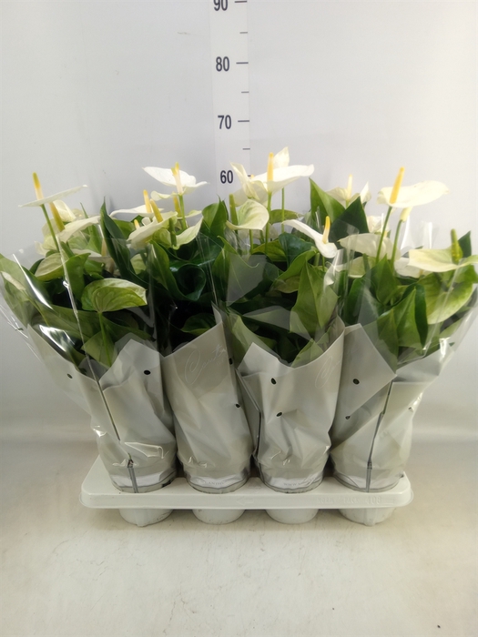 <h4>Anthurium andr. 'Cocos'</h4>