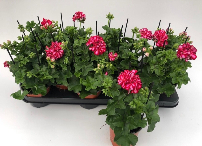 <h4>PEL PELT OV</h4>