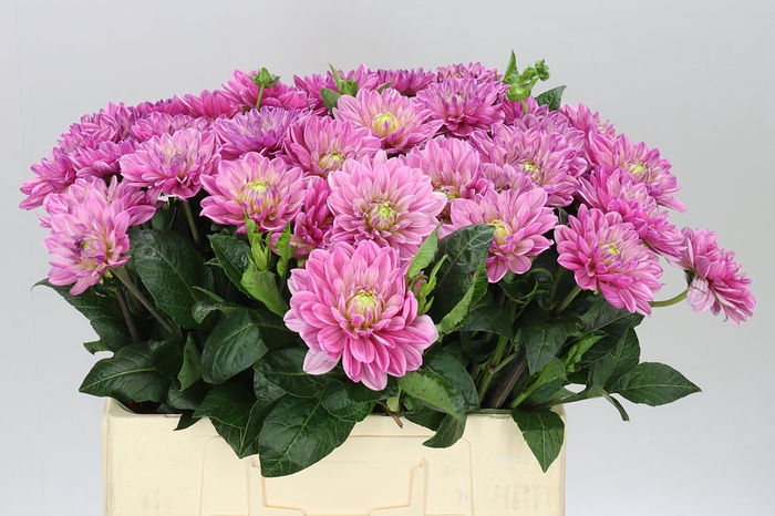 <h4>Dahlia Anna Marie</h4>