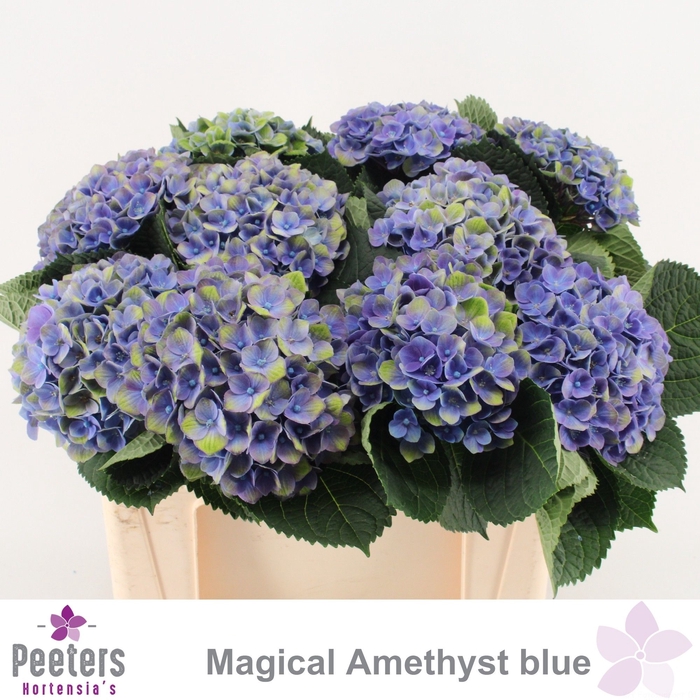 <h4>HYDR M MAG AMETHYST</h4>