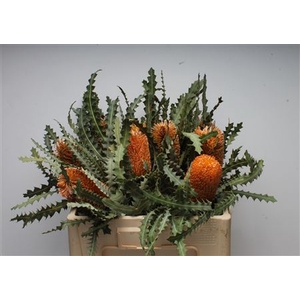 Banksia Ashbyi