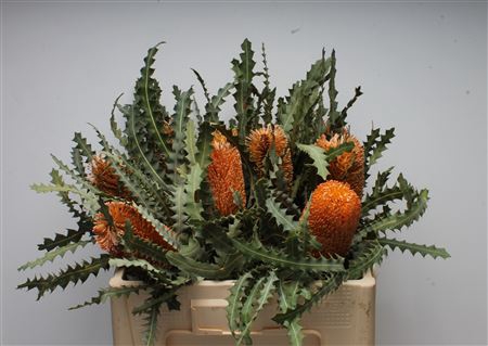 <h4>Banksia Ashbyi</h4>