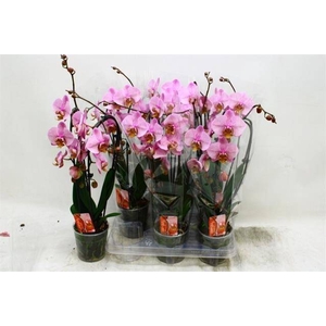 PHAL CASCADE ROSA 2 TAK P12