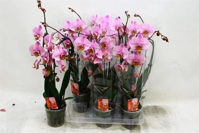 <h4>PHAL CASCADE ROSA 2 TAK P12</h4>