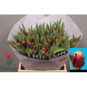 Tulipa si mercure