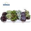 Sierra's® - Valencia Succulent Mix (Prime)