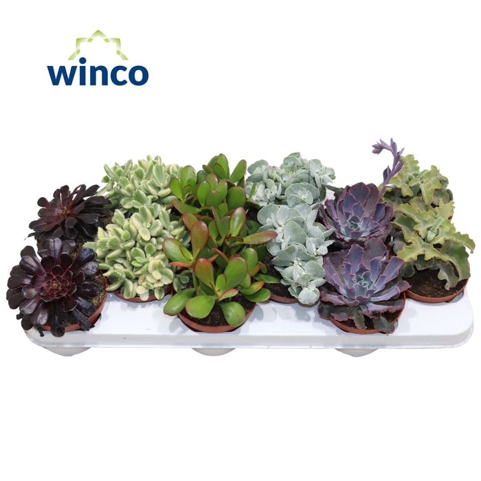 Sierra's® - Valencia Succulent Mix (Prime)